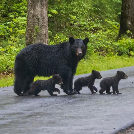 Bear End Βίλα Sevierville Εξωτερικό φωτογραφία