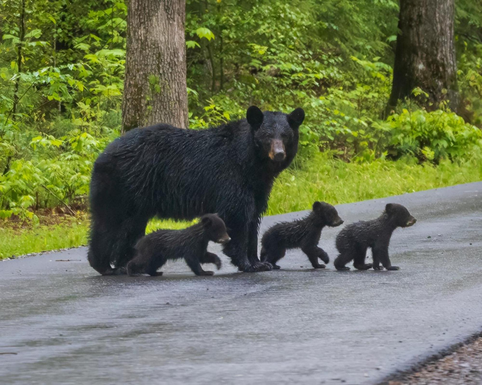 Bear End Βίλα Sevierville Εξωτερικό φωτογραφία
